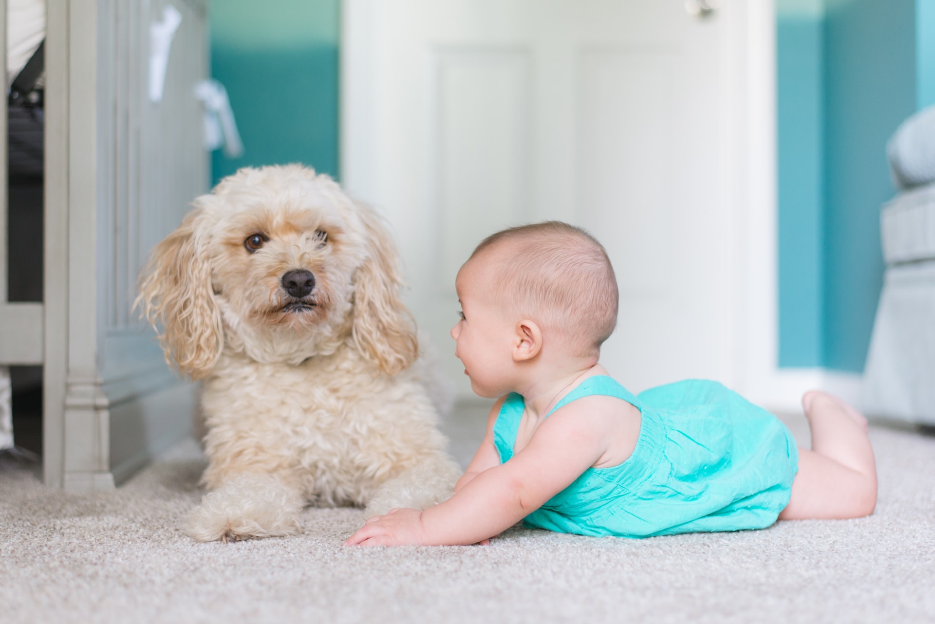 How to Train your dog by Keeping away Your Baby